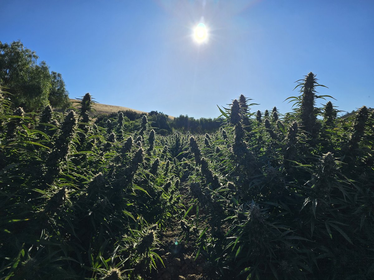 OrsoFarms's tweet photo. Harvest is upon us.

#harvestseason #harvest #orsofarms #cbd #hemp #hempcbd https://t.co/DqKsLWn7ne