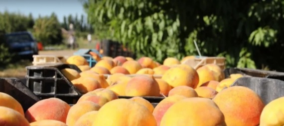 "El Gobierno de Mendoza anunció créditos de hasta $30 millones para productores de Santa Rosa" vía Diario Jornada
Más info en acortar.link/6uSDtH