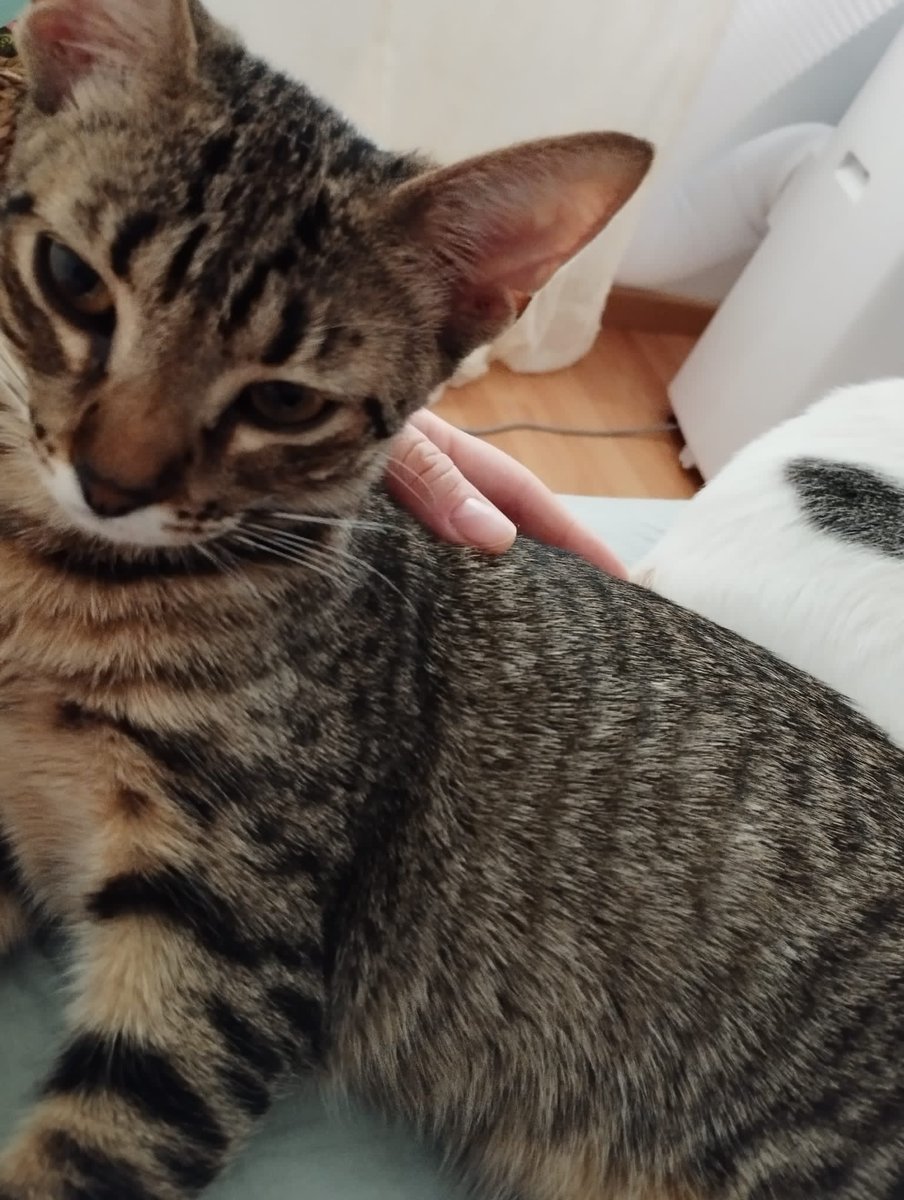 BigotisSos's tweet photo. La Nala, de 5 mesos i mig, la Croqueta de 5 mesos. Volen compartir ronronejos i carinyo amb una família, totes dues juntes. T'animes?🤍🐾

☎️611262013

#XarxaBarcelonaAdopcions #XarxaLleidaAdopcions #XarxaCatalunyaAdopcions #FemXarxa #AdopcionConjunta #AdopcionResponsable #ADOPTA https://t.co/ypsh5IEVZl
