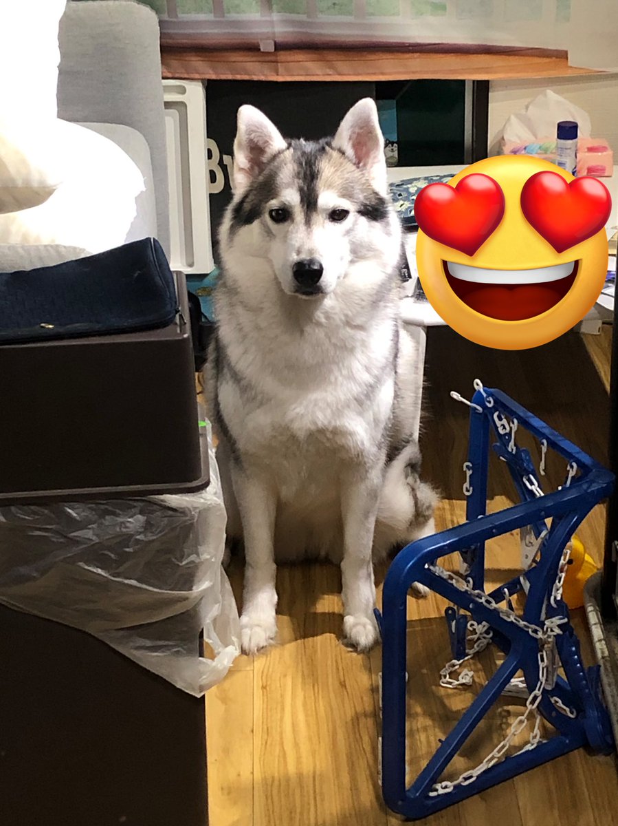 RayT87737327's tweet photo. 行きは良い良い帰りは怖い
手前にある物干しが怖くて出てこれない
入れたのに😂 https://t.co/prhBHDdTRH