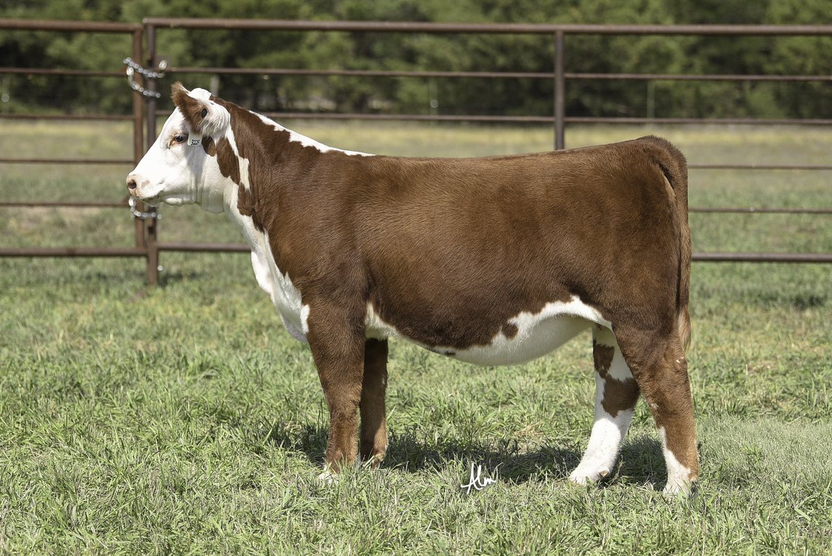 A special group of Hereford females this year in Courtland, KS. 

Join us at The Chosen Sale just south of the American Royal on October 19th.