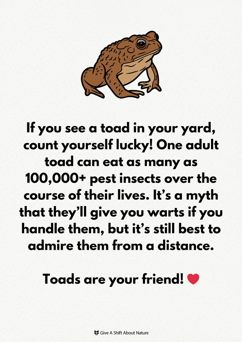 UrbanFarming's tweet image. Toads are excellent to have in your yard. Be mindful when picking up leaves and when weeding, as these insect eaters might be hiding nearby. (Image from: Gift a Shift about Nature) #toads #naturalpestcontrol