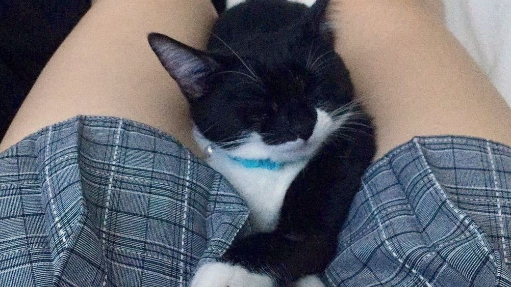 igentlesissy's tweet image. #Sissy #Sissyboy #femboy #sissy_captions #pussy
I wish I had a pussy between my legs.