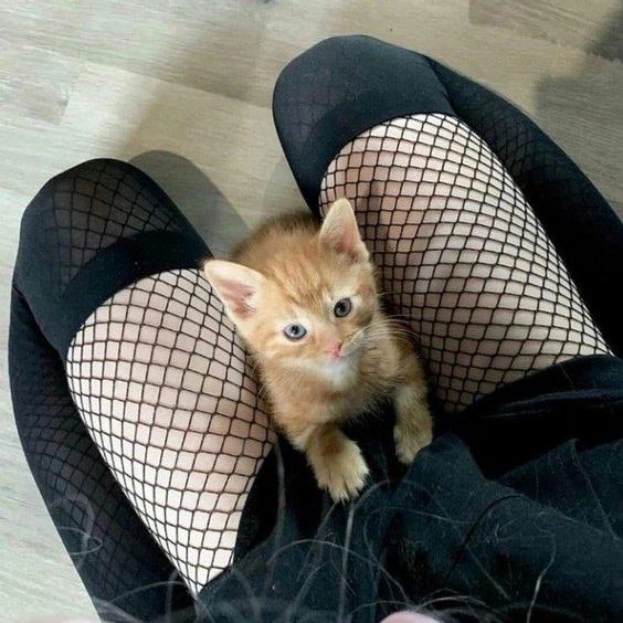 igentlesissy's tweet image. #Sissy #Sissyboy #femboy #sissy_captions #pussy
I wish I had a pussy between my legs.