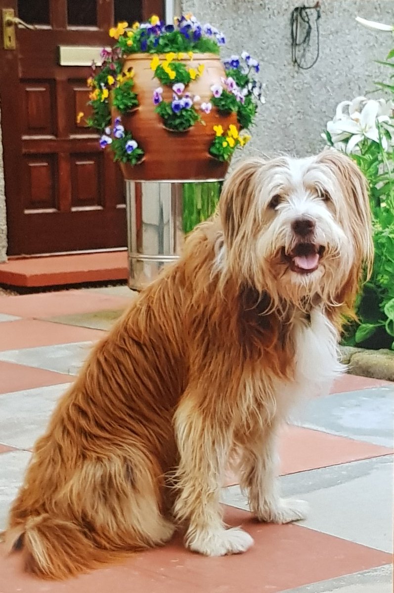 a05184114's tweet photo. @jakesilverlab Harvey my beautiful Bearded Collie https://t.co/4Ya0LFi39B