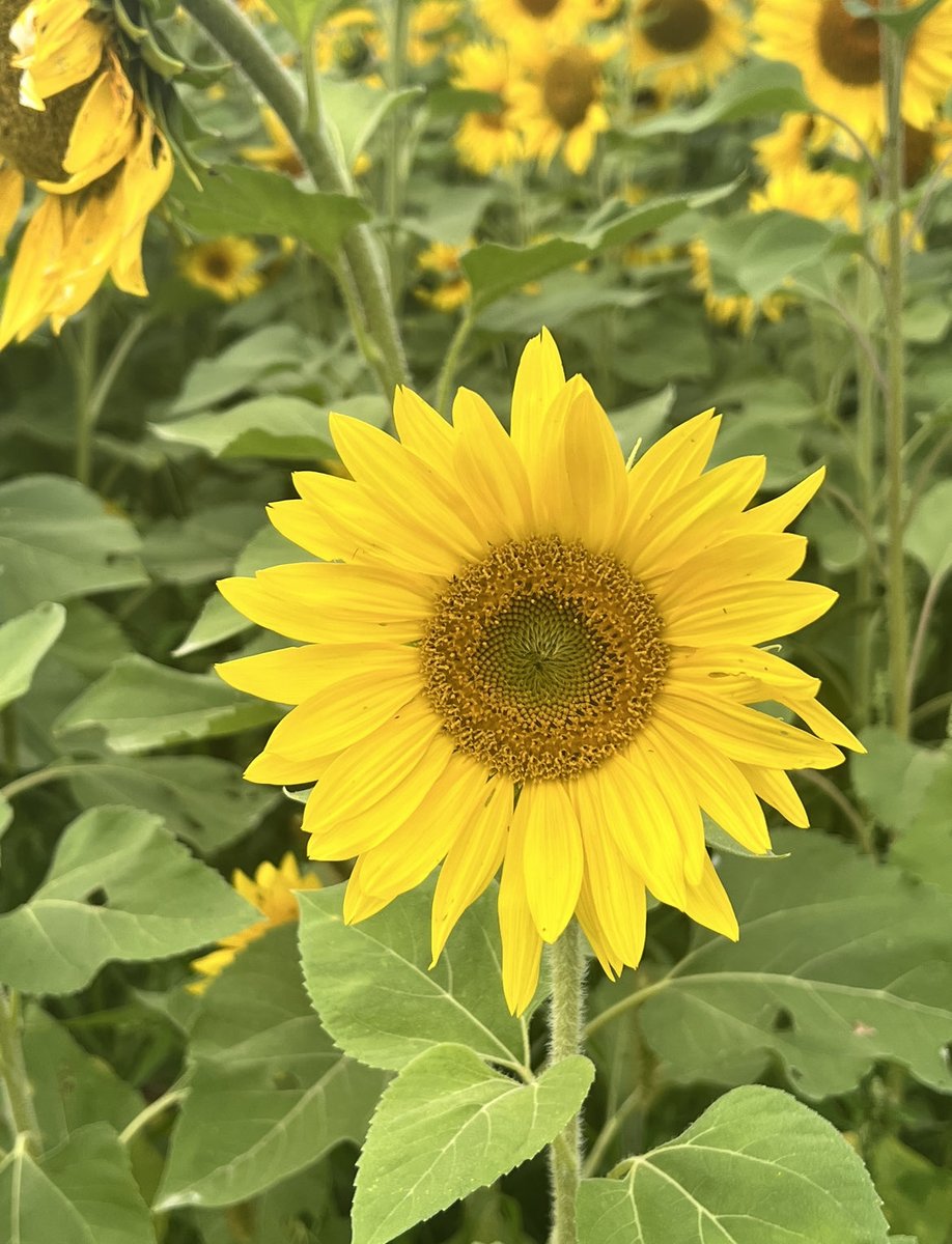 NeoshaMusic's tweet photo. It’s a little gloomy where I’m at and if it is for you, here’s a sunflower to brighten your day a bit. 

Happy Humpday and if you haven’t yet - check out my latest #music that’s available on all streaming platforms https://t.co/zeAdwsGTzd