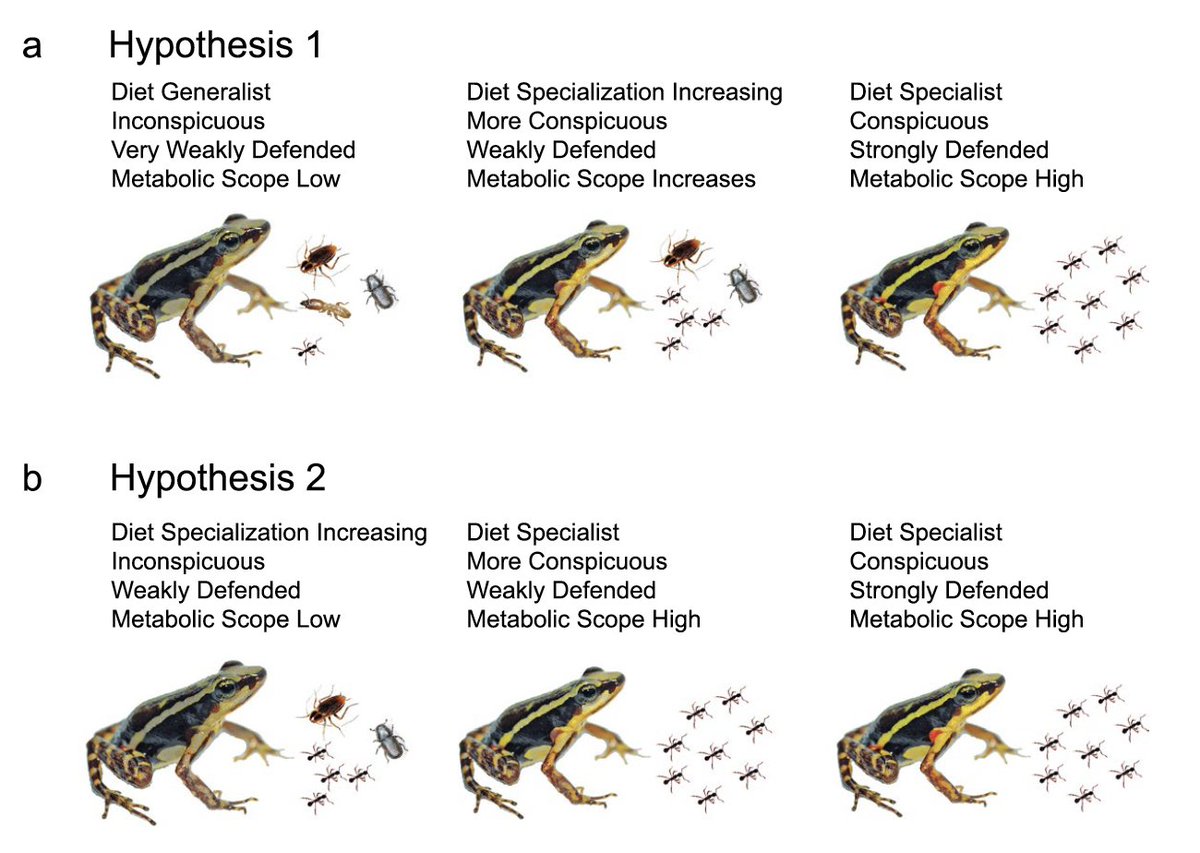 Coleman &amp; Cannatella provide a thorough and very useful review on "The molecular basis and evolution of toxin resistance in #poisonfrogs" link.springer.com/article/10.100… <a href="/evoecology/">Evolutionary Ecology</a>