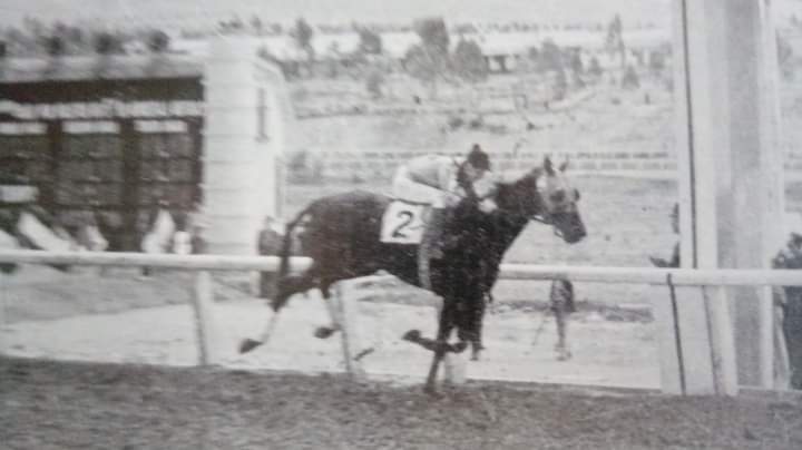 HORSERACING1002's tweet photo. STEP BY 🇺🇸1935
(BY PASS II - STEP LIVELY BY HIGH TIME)
#StepBy
B/C. T. Grayson
O/T W. A. Osborne
113-18-13-19-$38,330
Handicap de las Americas 
2nd Southern California H, La Salle H, 
3rd Los Angeles County Fair H, Bay Meadows H, Lincoln H, Rolling Lawn H, Handicap Presidencial. https://t.co/OoYWxZrk3n