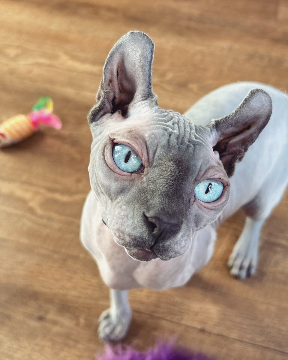 I haven’t shown new kitty here. Meet asmo.