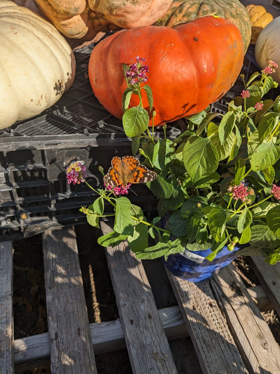 LisaVitaleHess's tweet photo. Butterfly enjoying the Lantana. #fall is in the air. https://t.co/18YYBwFsrf