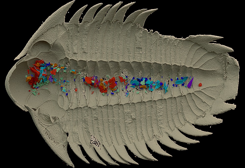 science_charles's tweet photo. Palaeontologists from our faculty at @UniKarlova and their colleagues describe a 465-million-year-old #trilobite with preserved gut contents in top scientific journal @Nature.​ Congratulations!👏

🔗 https://t.co/L3LWx4PWdt https://t.co/6Ojeg35Wdn