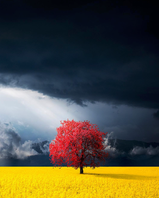 RincnCuriosoo's tweet photo. Majestuoso árbol rojo en un prado de canola, en Kosovo. https://t.co/GFZDeZPPwC