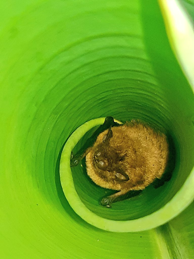 AmyPanikowski's tweet image. Friends: I give you Day 6 of #Batrick!🥳🦇

He was not in his leaf before 7am so I wasn't sure we would get to see him. I hope seeing him brings you happiness and good vibes.

Banana #bat 
(Afronycteris nana)
#BatWatch
