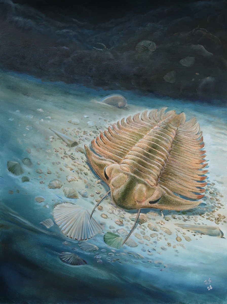 science_charles's tweet photo. Palaeontologists from our faculty at @UniKarlova and their colleagues describe a 465-million-year-old #trilobite with preserved gut contents in top scientific journal @Nature.​ Congratulations!👏

🔗 https://t.co/L3LWx4PWdt https://t.co/6Ojeg35Wdn