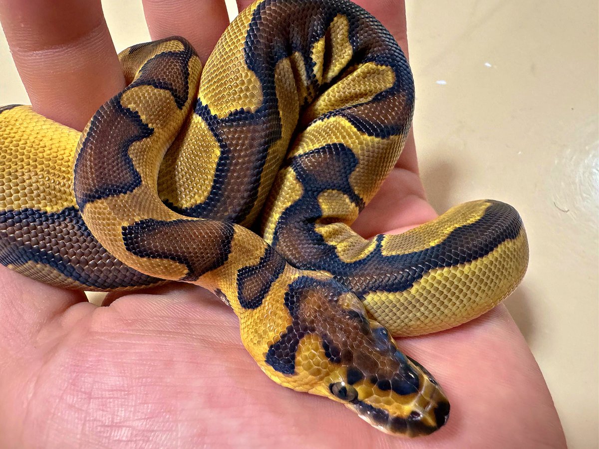 ballpython0822's tweet image. えぐいの伝わる？
エンチクラウン♀