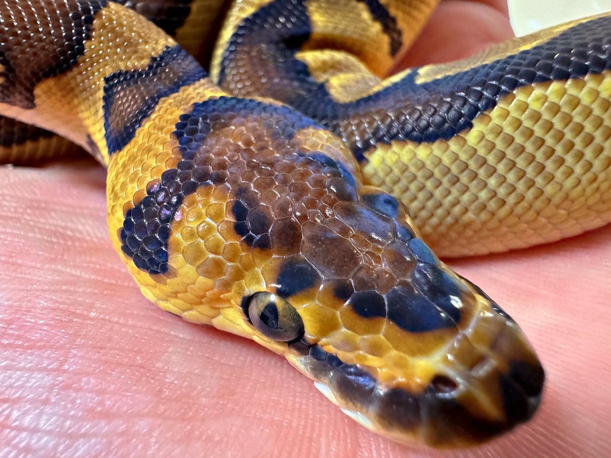 ballpython0822's tweet image. えぐいの伝わる？
エンチクラウン♀