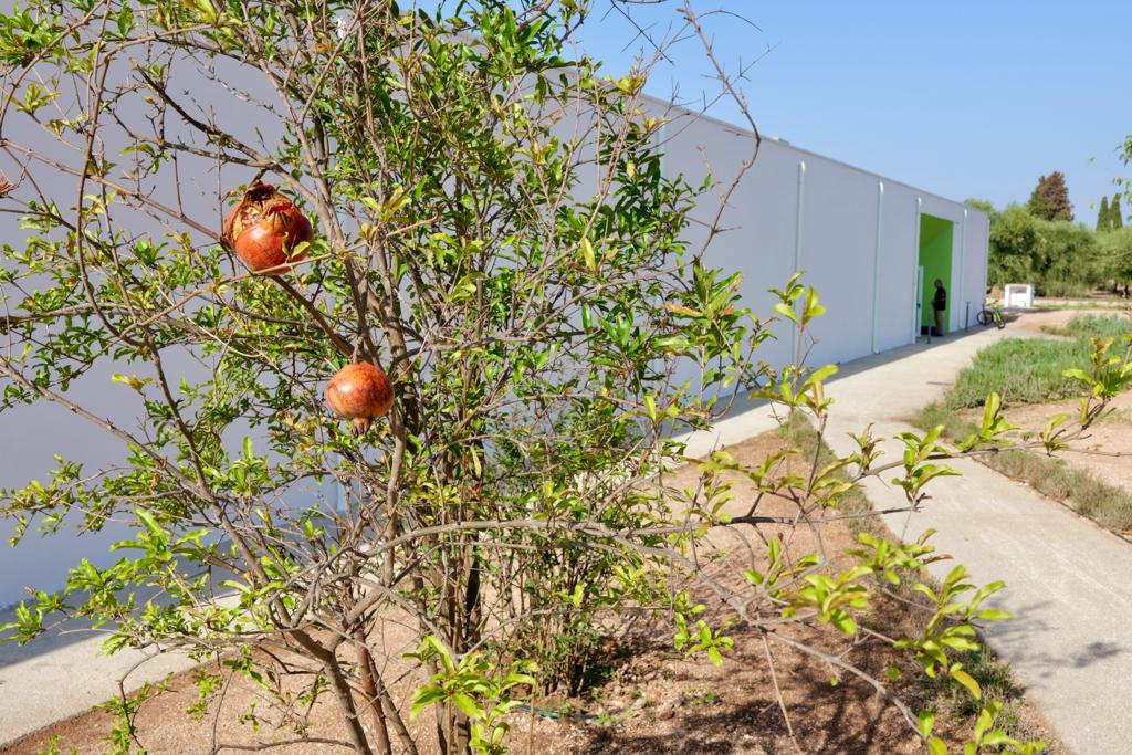 micheleemiliano's tweet photo. La nuova scuola media di #Bitetto “Be Leaf” è un esempio di sostenibilità unico in tutto il Sud Italia, perché ecocompatibile, antisismica, autosufficiente e interamente circondata da un percorso botanico didattico.
#27settembre #regionepuglia #scuola https://t.co/rgqaUNobp4