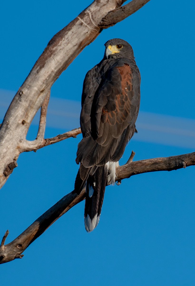 OnlyVeesAz's tweet photo. A rare solitary Harris’s Hawk https://t.co/sWtIo5WFJr