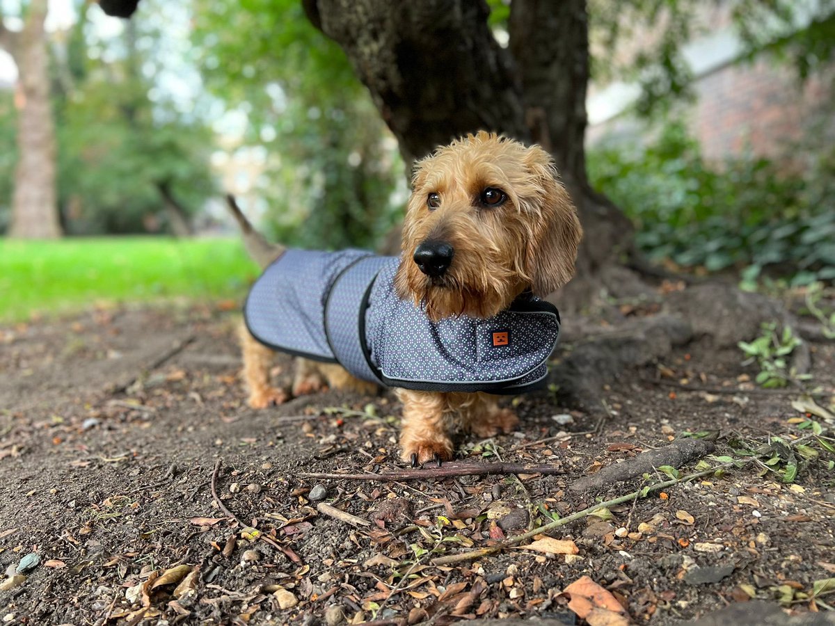 Skid_64's tweet photo. Frank posing like a pro in his new jacket from https://t.co/4wfBgoQp5c #Dachshunds #Dog @GingerTedUK https://t.co/iXuI2aqRK5