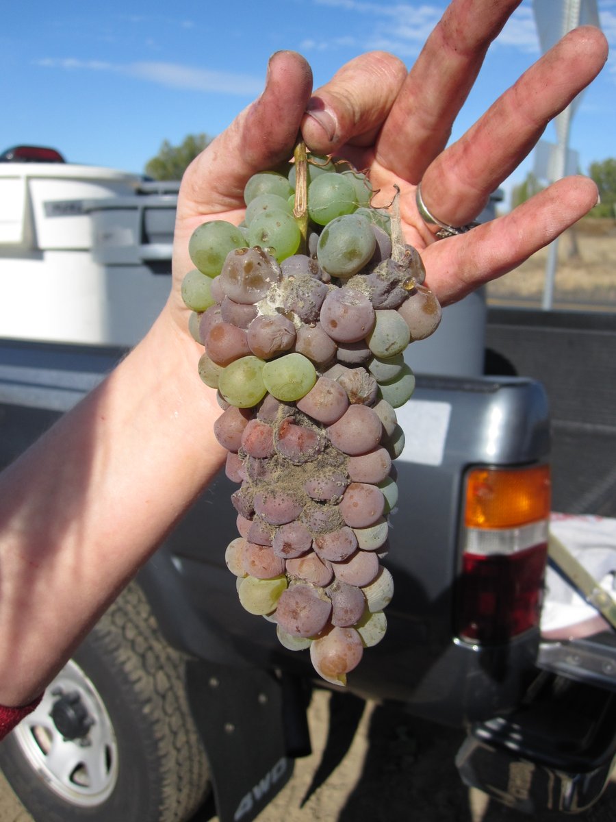 ISDPPodcast's tweet image. Season 2 episode 30 is out today:
sites.libsyn.com/416264/s2e30-p…
I talked with @WSU_Vit_Ext about grape production and  grape disease management.
#ISDP #Grapes #viticulure #IPM @WSUExtension @FRAMEnetworks @VitisGen @GrapeResearch @Wa_State_Wine @ncipmc @MartinChilvers1 @CropNetwork