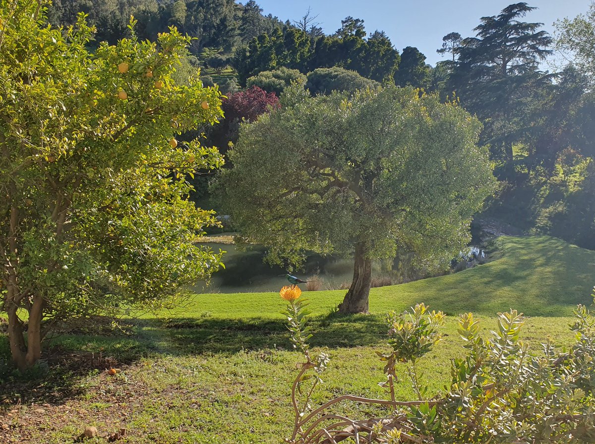This was my view this morning, so it feels like a crime to be sad right now. 😂😭 Spot the malachite sunbird on the pincushion protea.