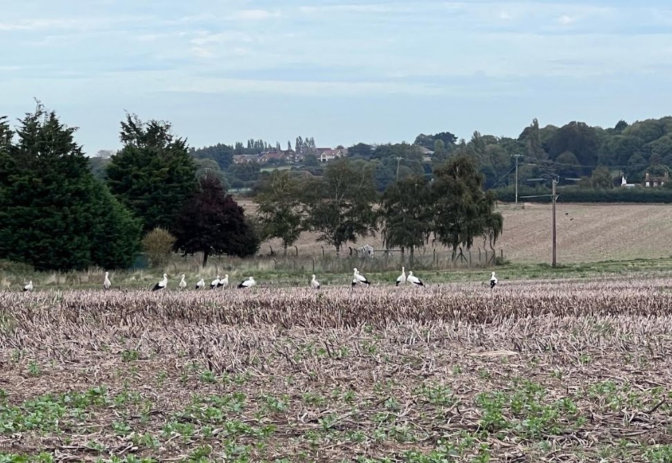White Stork Project (@projectstork) on Twitter photo Thank you to everyone who has submitted a sighting recently. We have had several reports of a group of around 30 storks foraging in fields around Sandwich, Kent, including 3 of our satellite tagged young from this year. Thank you to everyone who has submitted a sighting recently. We have had several reports of a group of around 30 storks foraging in fields around Sandwich, Kent, including 3 of our satellite tagged young from this year.