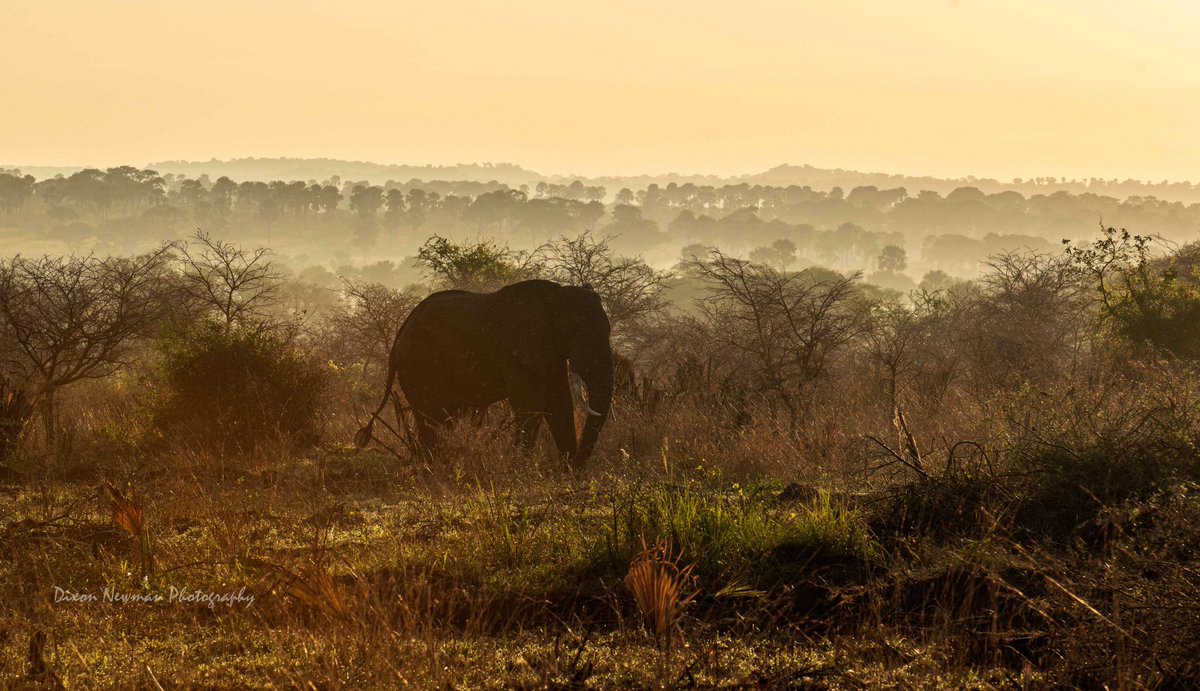 Happy World 🌎 Tourism Day New tour operators to know about for a memorable Safari in Uganda. Find tours from our trusted partners. @Caninesafaris @SafarisStandard @CraneFour #Travel #Uganda Safari #travelguide #TourismDay2023 📷 @NewmanDixon1