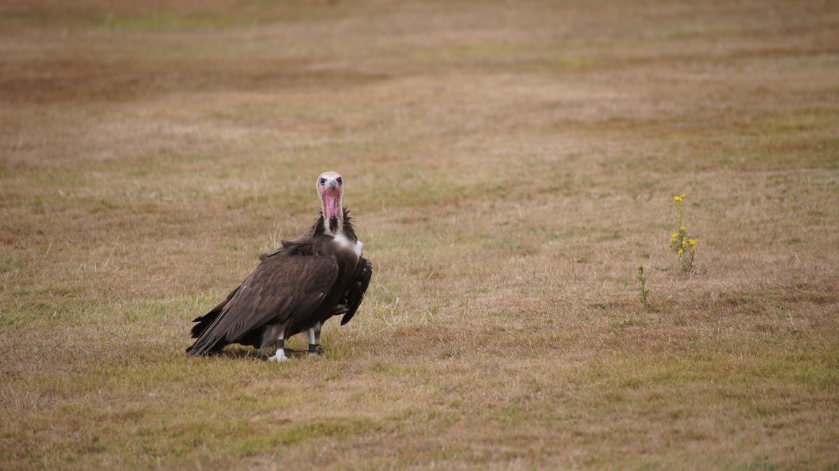 Did you know African Hooded Vultures are usually quiet, except for chirps related to food and nesting?

Step into The Hawking Centre to meet our very own African Hooded Vulture, Maggie, and you'll discover why she's a favourite among our guests.

bit.ly/3sDY8nN