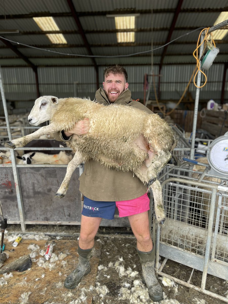 Ioan Humphreys 🐑🐄🐓 tweet media