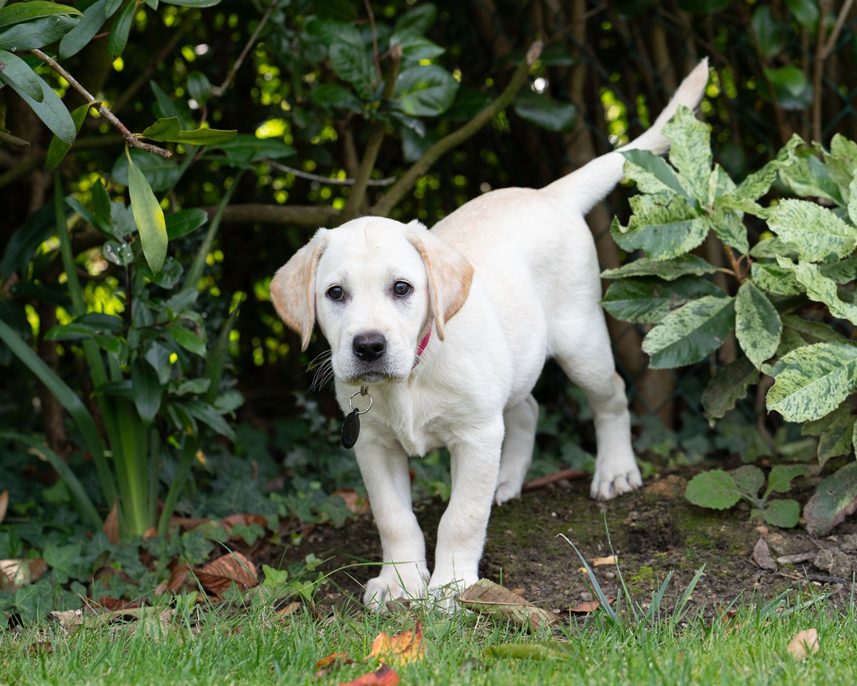 And so it starts again!  Young Zoey isn't 9 weeks old yet and already she's made a great start on her journey to becoming a fully qualified Hearing Dog for Deaf People

<a href="/VolTeamHDogs/">Volunteering H-Dogs</a> <a href="/HearingDogs/">Hearing Dogs for Deaf People</a>