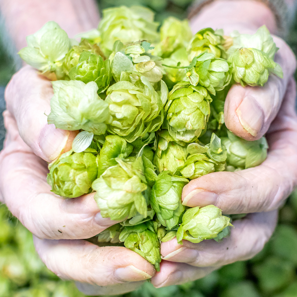 There were many smiling faces <a href="/Brunelcare/">Brunelcare</a>'s Deerhurst last week when we joined residents to harvest the Fuggles hops from the rhizome we'd jointly planted in spring 🌱 

The cones were transported down to <a href="/NewBristol/">New Bristol Brewery</a> to go in a unique, green-hopped beer with @EastBristolHops