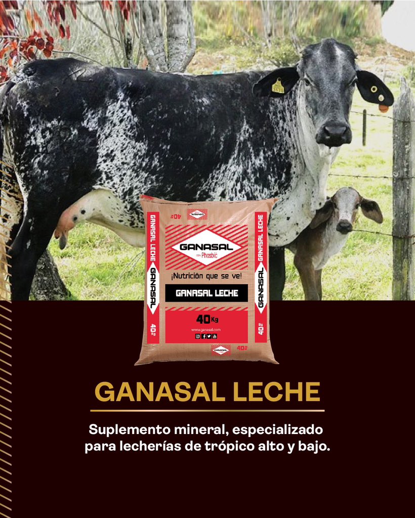 ganasal's tweet photo. Ganasal leche, es uno de los suplementos más utilizados en lechería de trópico alto y bajo; es una sal alta en calcio que es uno de los minerales más importantes en vacas de producción láctea. Además, aporta buen nivel de fosforo y de alta disponibilidad biológica con Phosbic. https://t.co/4UHT3gN9y4