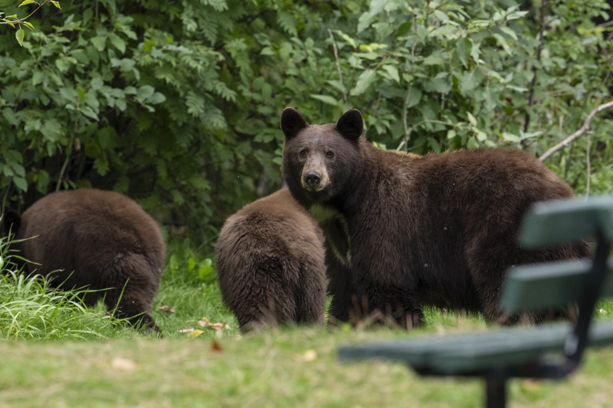 umontana's tweet photo. It wouldn’t be college in Montana without a few bears running through campus! 

#GoBlackBears? #MT #Missoula https://t.co/HfIIooMESG