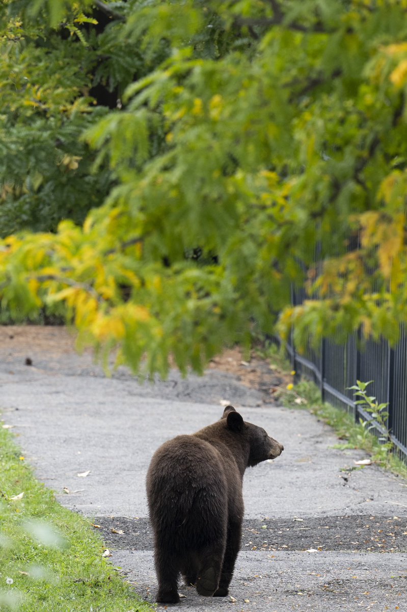 umontana's tweet photo. It wouldn’t be college in Montana without a few bears running through campus! 

#GoBlackBears? #MT #Missoula https://t.co/HfIIooMESG