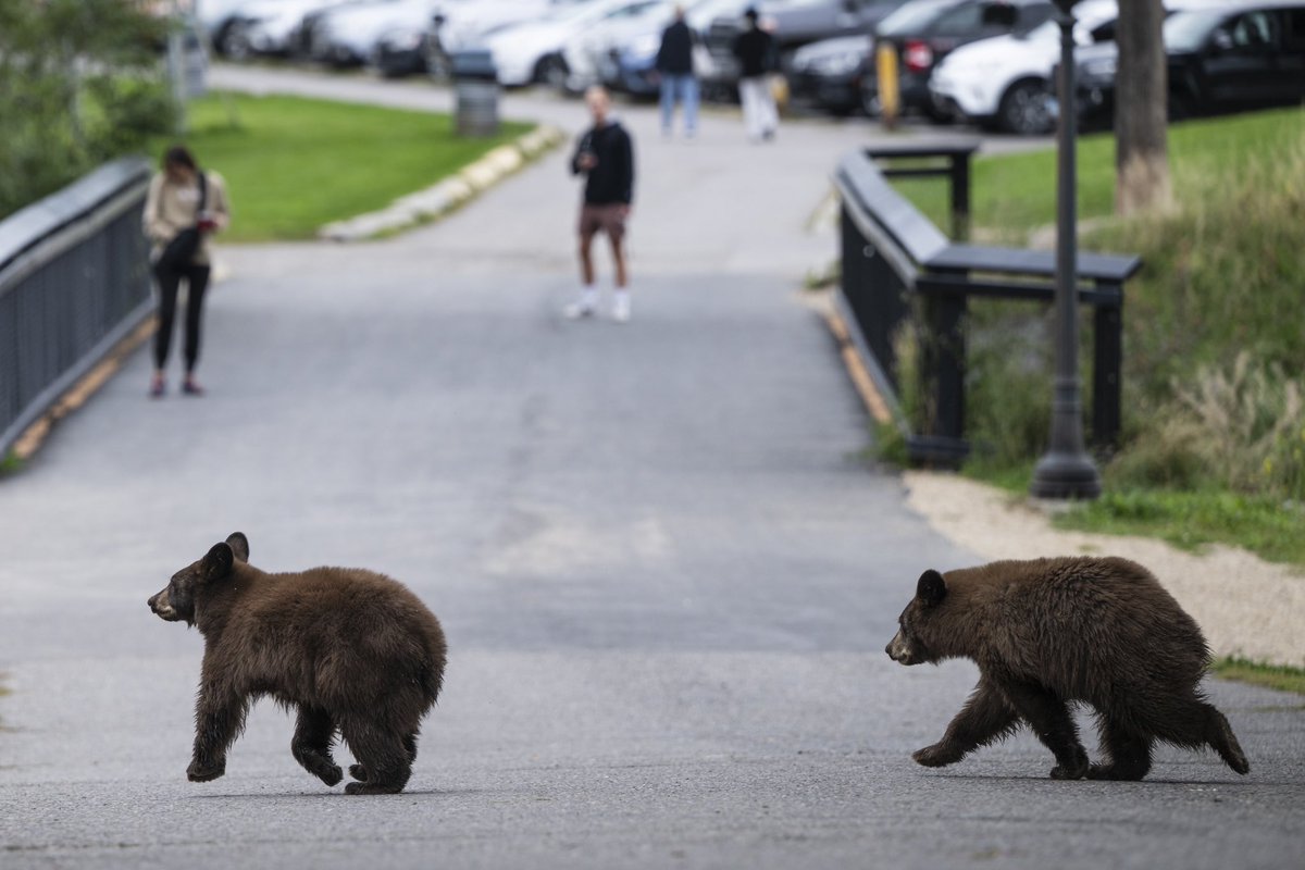 umontana's tweet photo. It wouldn’t be college in Montana without a few bears running through campus! 

#GoBlackBears? #MT #Missoula https://t.co/HfIIooMESG