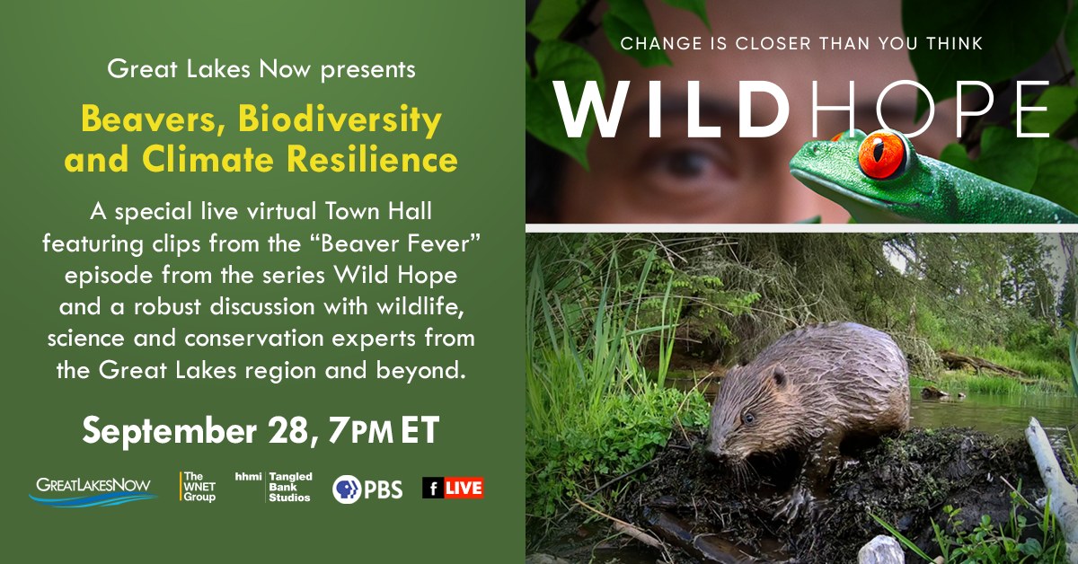 Join us for a LIVE virtual town hall on 9/28 at 6 pm CT about Beavers, Biodiversity and Climate Resilience in the #GreatLakes and beyond! This event features clips from #WILDHOPE & a panel of experts including SAFL's Emily Fairfax! fb.me/e/6YUKv7tZO