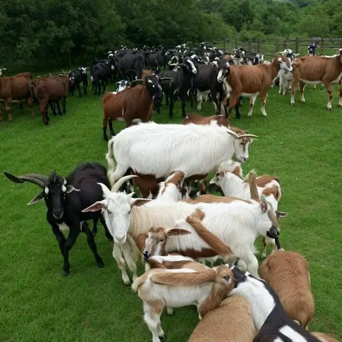 DanikRM_'s tweet photo. La cabra literalmente 🐐 https://t.co/uxr0IJnOP1