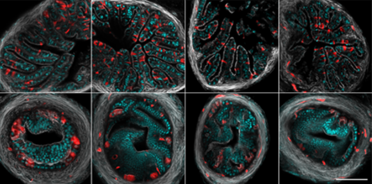 Biology Open (@biologyopen) on Twitter photo 🔬🧬 Unravelling the oviduct's inner workings... Matthew J Ford <a href="/Cambridge_Uni/">Cambridge University</a> <a href="/CRUKresearch/">Science and Innovation at Cancer Research UK</a> and colleagues <a href="/mcgillu/">McGill University</a> challenge the use of CD133/Prom1 as a stem cell marker in the oviduct. Read the #OpenAccess 🔓 article here: journals.biologists.com/bio/article/12… 🔬🧬 Unravelling the oviduct's inner workings... Matthew J Ford <a href="/Cambridge_Uni/">Cambridge University</a> <a href="/CRUKresearch/">Science and Innovation at Cancer Research UK</a> and colleagues <a href="/mcgillu/">McGill University</a> challenge the use of CD133/Prom1 as a stem cell marker in the oviduct. Read the #OpenAccess 🔓 article here: journals.biologists.com/bio/article/12…