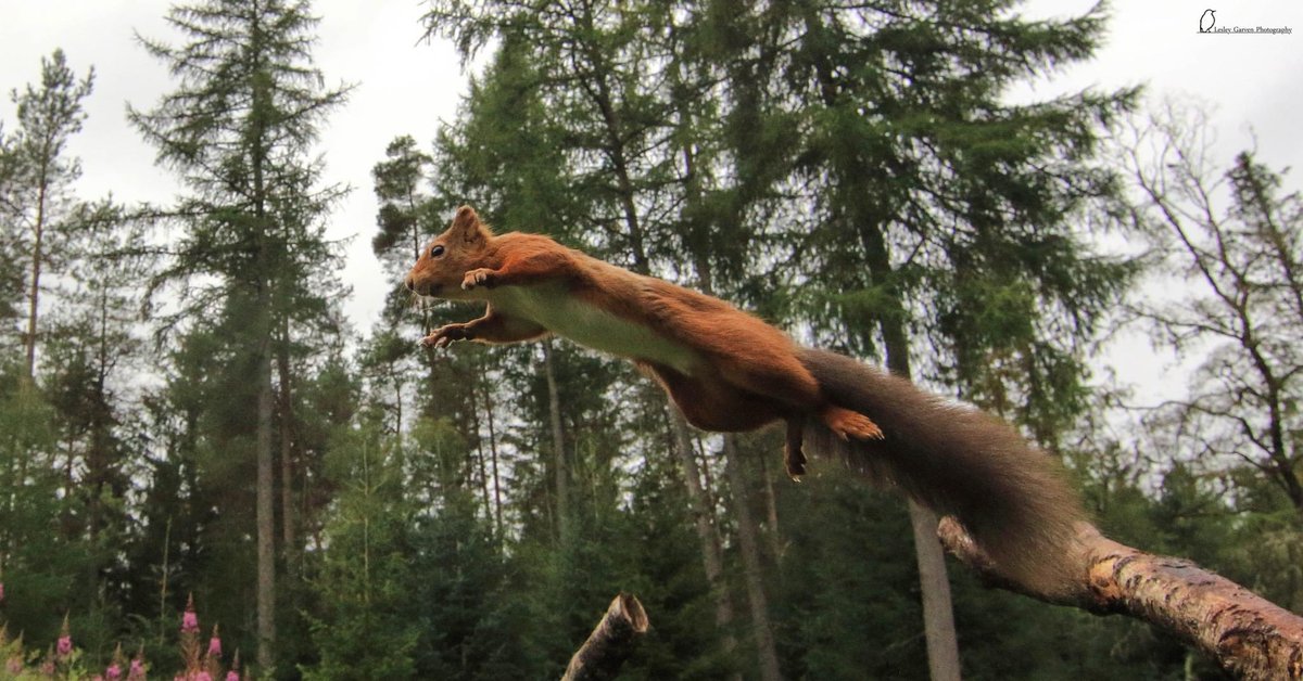 Different angle for the jumping squirrels @autumnwatch @BBCSpringwatch @SpringwatchFans @BBCScotlandNews