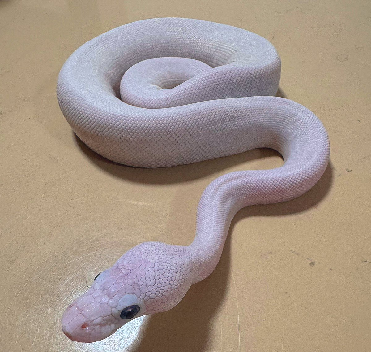 ballpython0822's tweet image. 白もやっぱ最高やな🔥