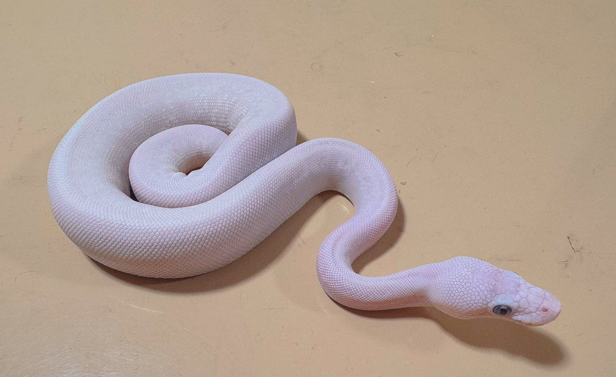 ballpython0822's tweet image. 白もやっぱ最高やな🔥