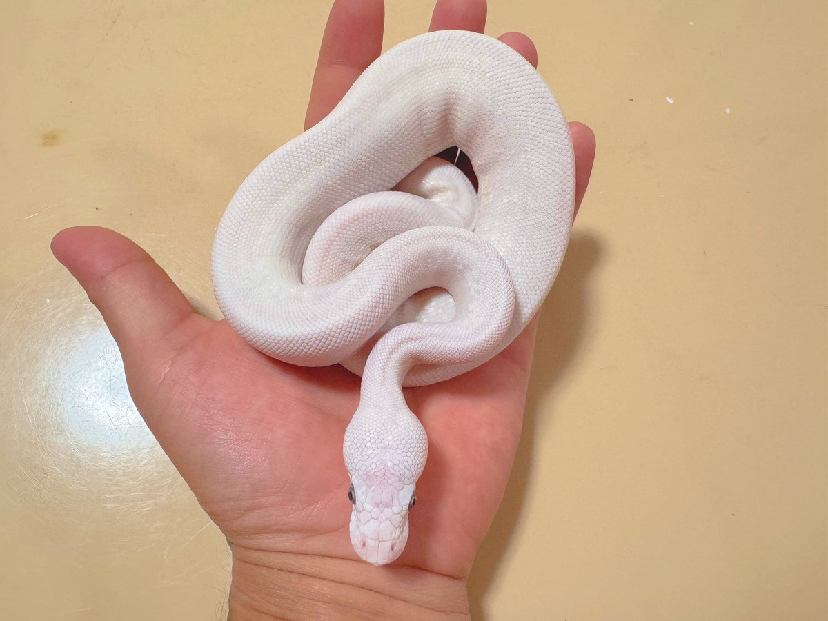 ballpython0822's tweet image. 白もやっぱ最高やな🔥
