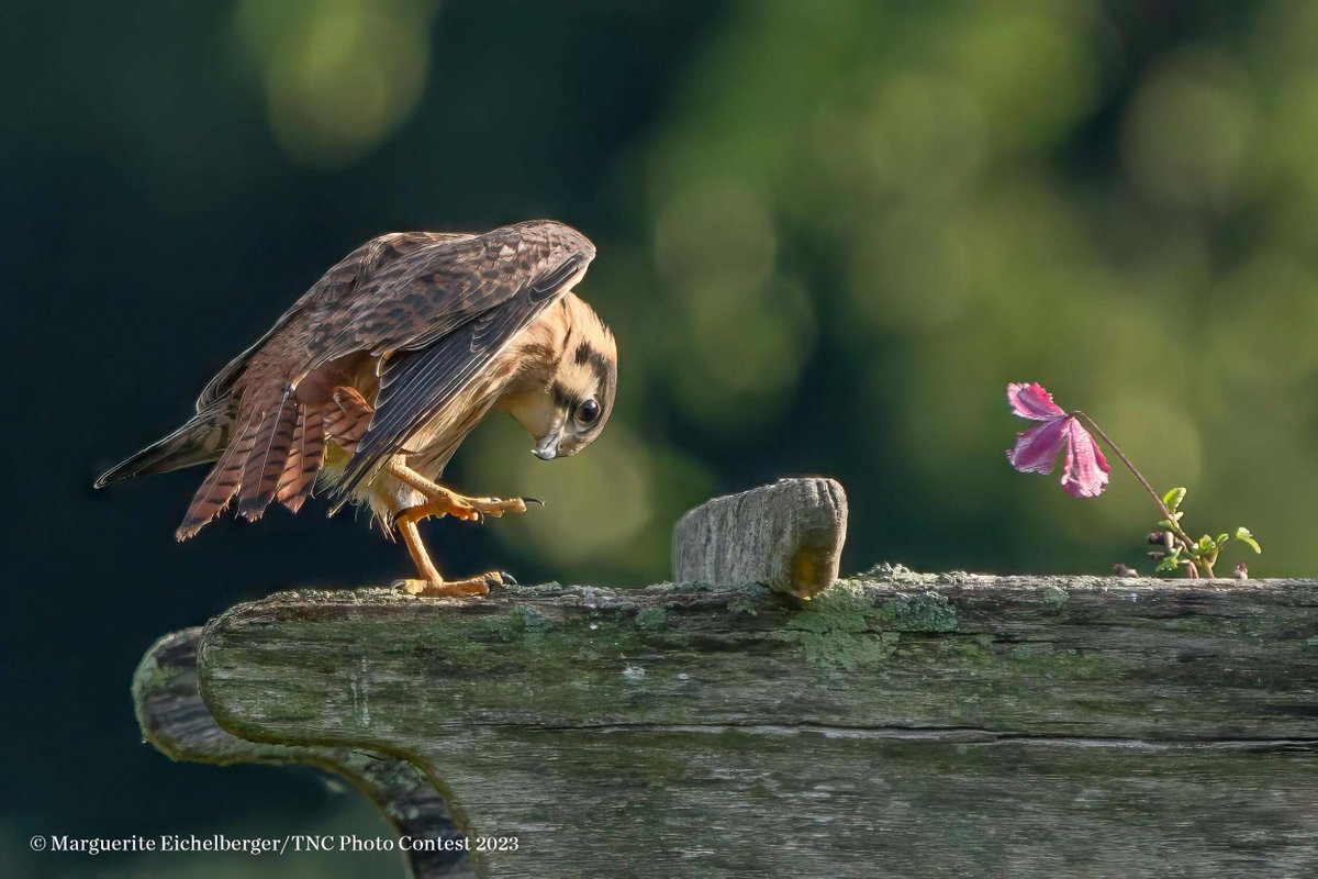 The Nature Conservancy in Michigan tweet media