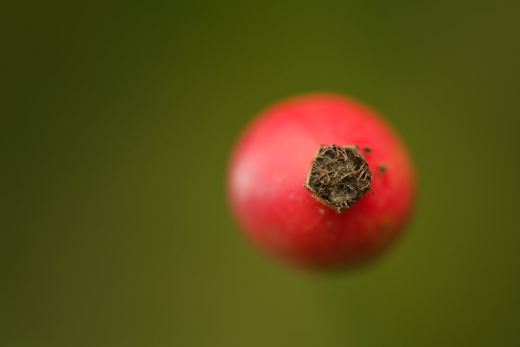#minimalistic #shot of #rosa #canina #hip.

#macro #closeup #photography #photo #fotografia #przyroda #dzikaróża #minimalism #nature