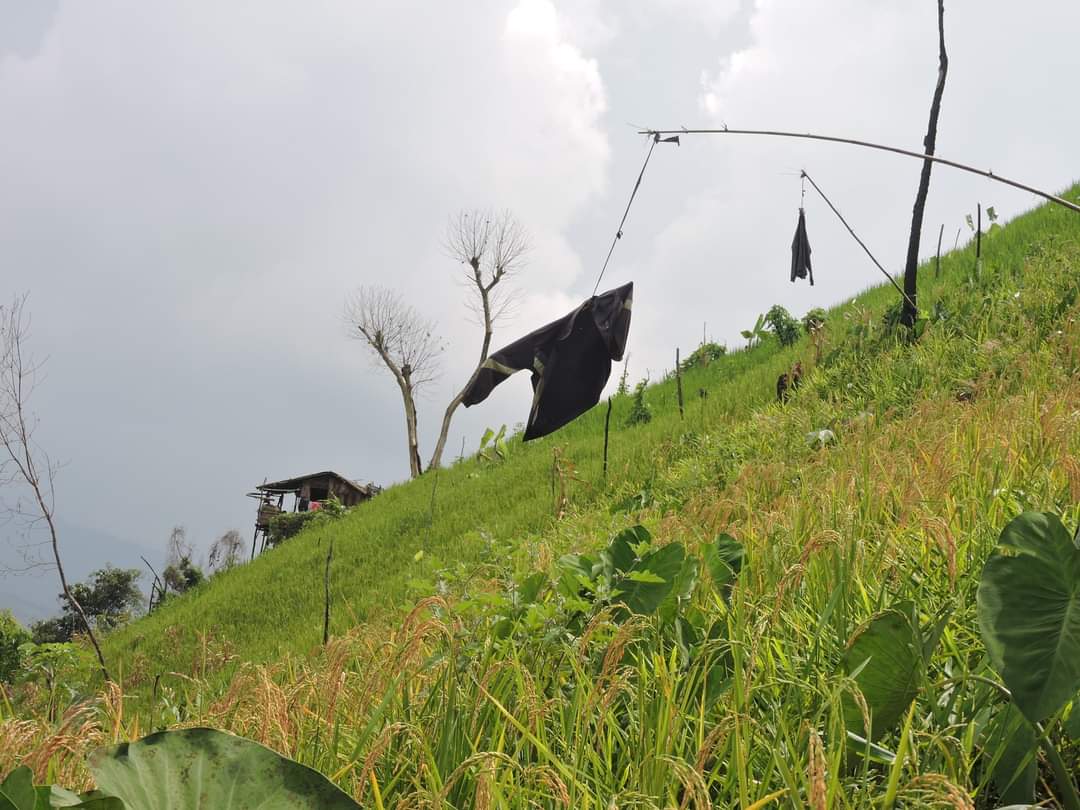 mizoraminsta's tweet image. Rice cultivation site in Mizoram
.
.
Pic credit 📷 @lrachawnglul
.
.
.
#buhhmun #ricecultivation #paddyfield #paddycultivation #zolo #lo #jhum #jhumsite #shiftingcultivation #jhumming #zopathlam #thlam #agriculture #mizoram #mizoraminsta #northeastIndia
