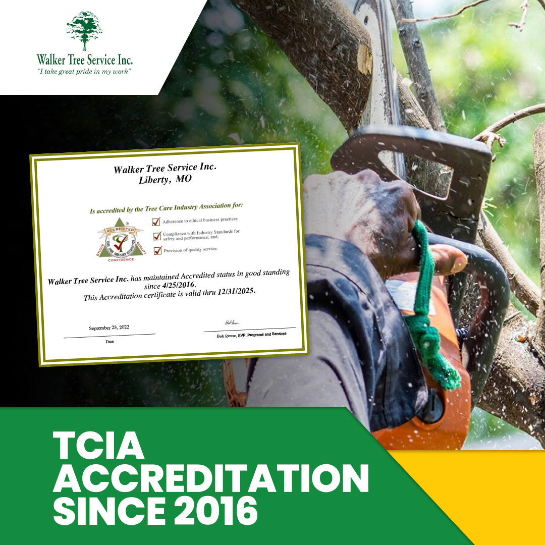 TreeWalker's tweet image. We are the only TCIA accredited tree company north of the river and it represents our unwavering commitment to upholding the highest standards in tree care. Visit our website to learn more! walkertreelibertymo.com
#NorthoftheRiver #ExperiencedTreeService