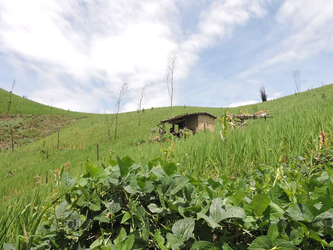 mizoraminsta's tweet image. Rice cultivation site in Mizoram
.
.
Pic credit 📷 @lrachawnglul
.
.
.
#buhhmun #ricecultivation #paddyfield #paddycultivation #zolo #lo #jhum #jhumsite #shiftingcultivation #jhumming #zopathlam #thlam #agriculture #mizoram #mizoraminsta #northeastIndia