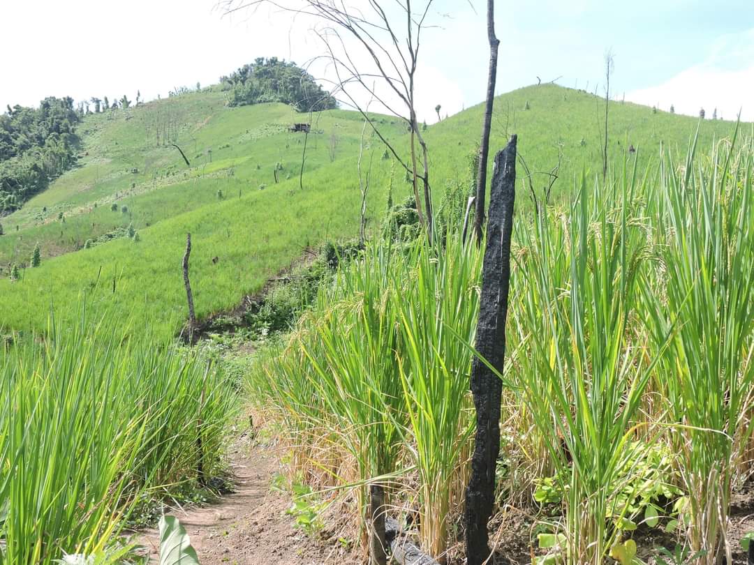 mizoraminsta's tweet image. Rice cultivation site in Mizoram
.
.
Pic credit 📷 @lrachawnglul
.
.
.
#buhhmun #ricecultivation #paddyfield #paddycultivation #zolo #lo #jhum #jhumsite #shiftingcultivation #jhumming #zopathlam #thlam #agriculture #mizoram #mizoraminsta #northeastIndia
