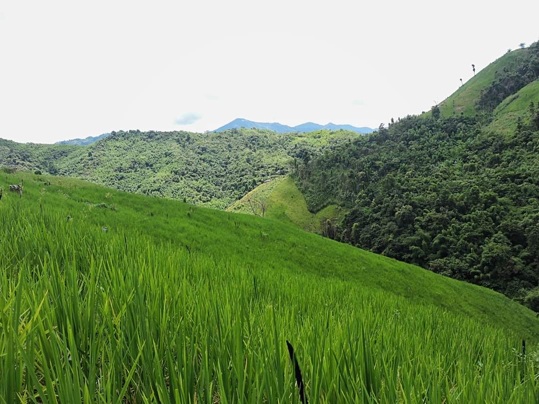 mizoraminsta's tweet image. Rice cultivation site in Mizoram
.
.
Pic credit 📷 @lrachawnglul
.
.
.
#buhhmun #ricecultivation #paddyfield #paddycultivation #zolo #lo #jhum #jhumsite #shiftingcultivation #jhumming #zopathlam #thlam #agriculture #mizoram #mizoraminsta #northeastIndia