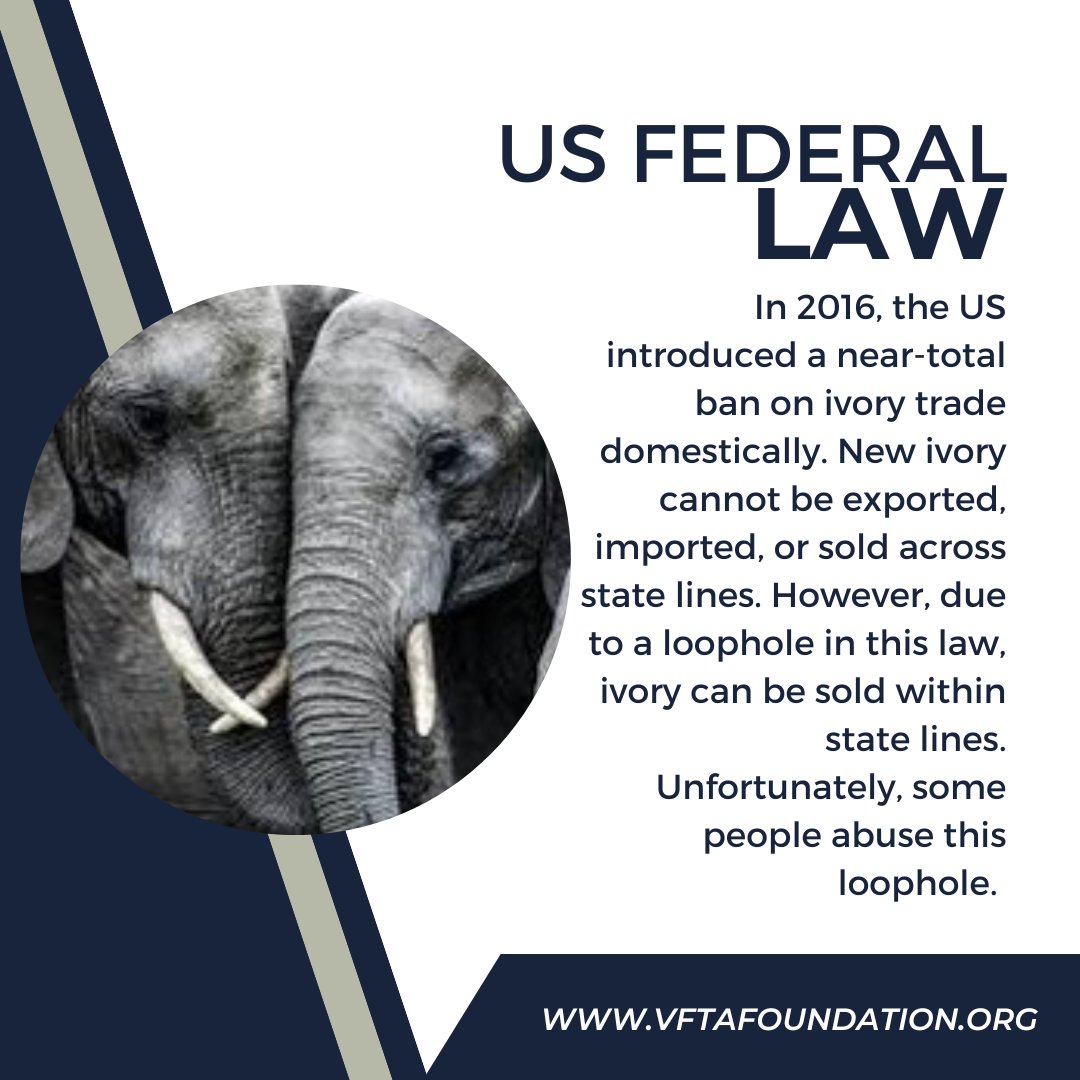 We must demand that the sale of ivory be banned entirely. Please consider petitioning your state government or signing petitions that are against the ivory trade. #stopivorytrade #ivorytradeiscruel #elephants